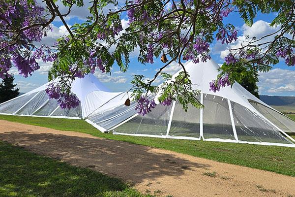 Starshade marquees showing through the branches of a Jacaranda