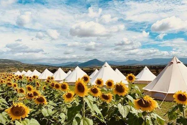 row of bell tents setup behind a field of sunflowers